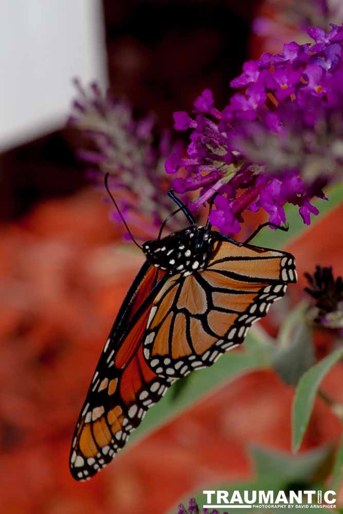 We planted some Butterfly Bushes in our yard, and for a couple of months now, nothing landed on them.  Suddenly last week this beautiful little creature showed up.