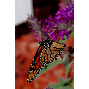 We planted some Butterfly Bushes in our yard, and for a couple of months now, nothing landed on them.  Suddenly last week this beautiful little creature showed up.