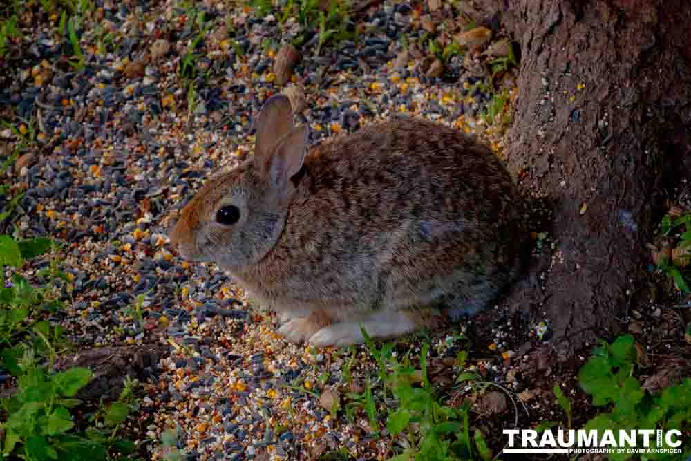 A cute little neighbor in our backyard.