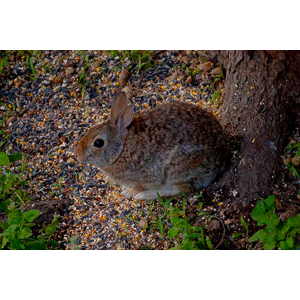 A cute little neighbor in our backyard.