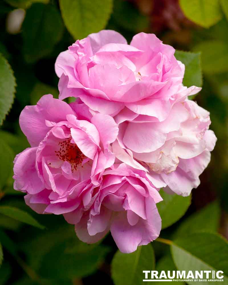 The lifecycle of roses.