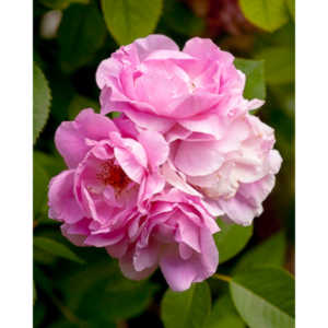 The lifecycle of roses.