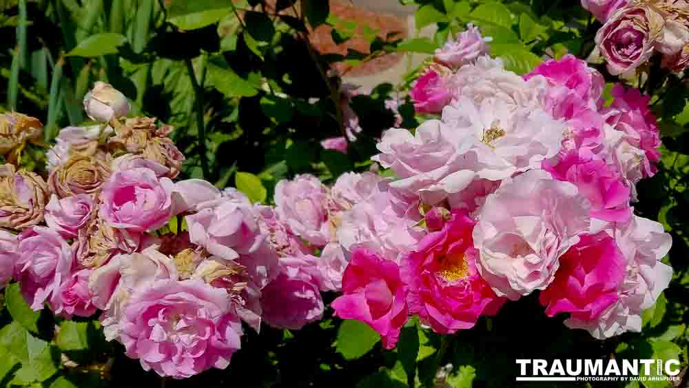 The lifecycle of roses.