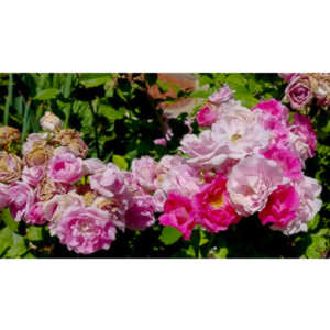 The lifecycle of roses.