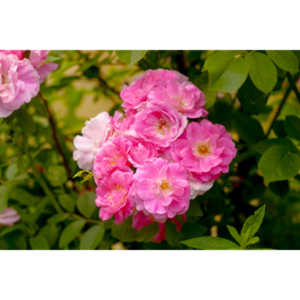 The lifecycle of roses.