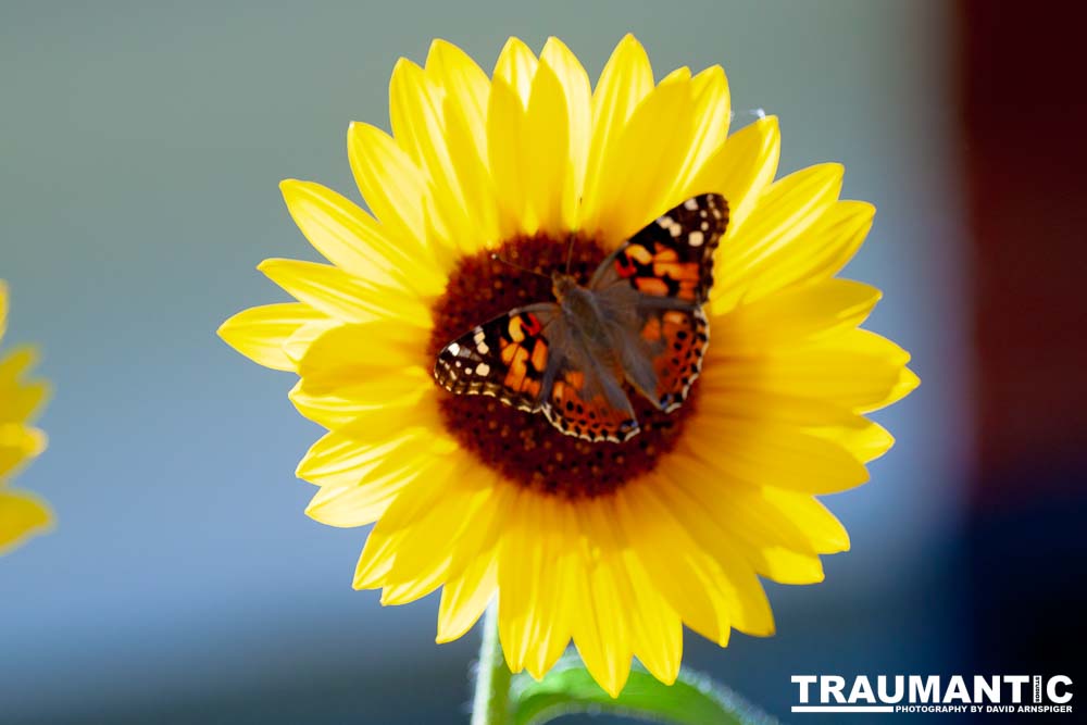I saw these butterflies flitting about these sunflowwrs.