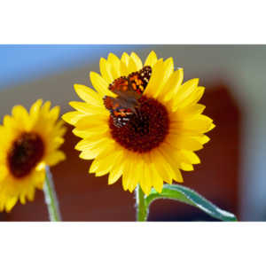 I saw these butterflies flitting about these sunflowwrs.