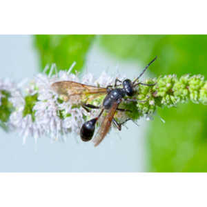 Don't see too many of these, but they are neat.