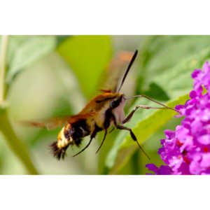 I dont see them very often, but I love when I do!