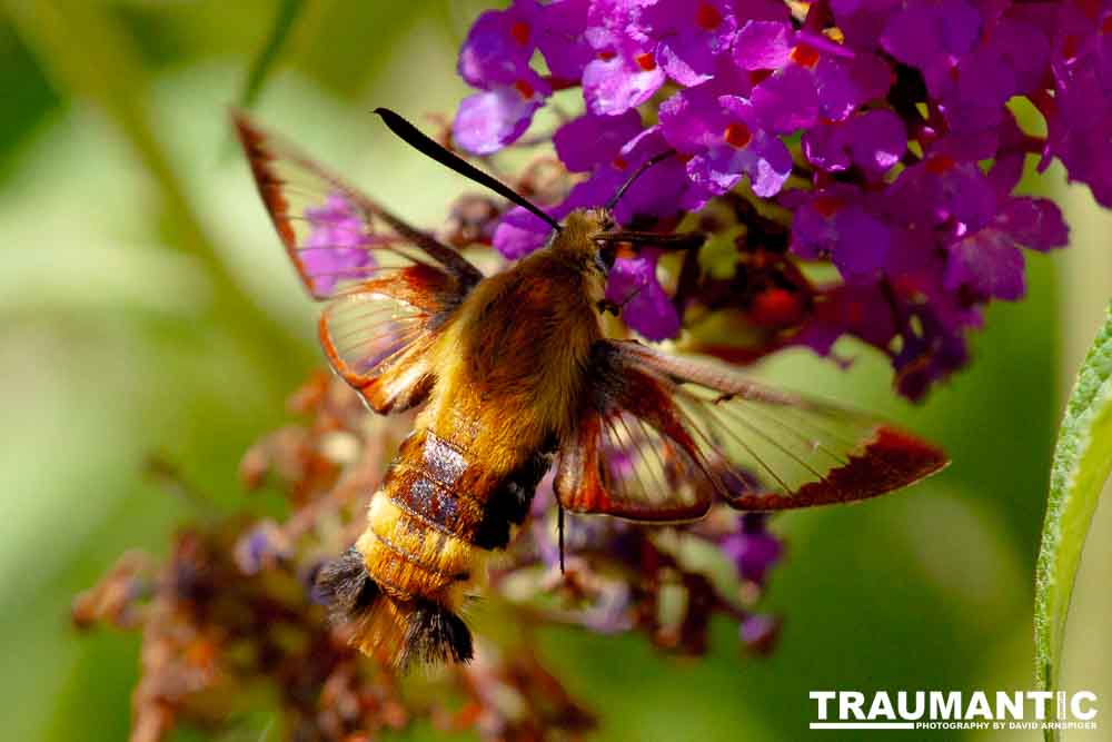 I dont see them very often, but I love when I do!