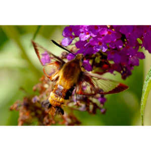 I dont see them very often, but I love when I do!