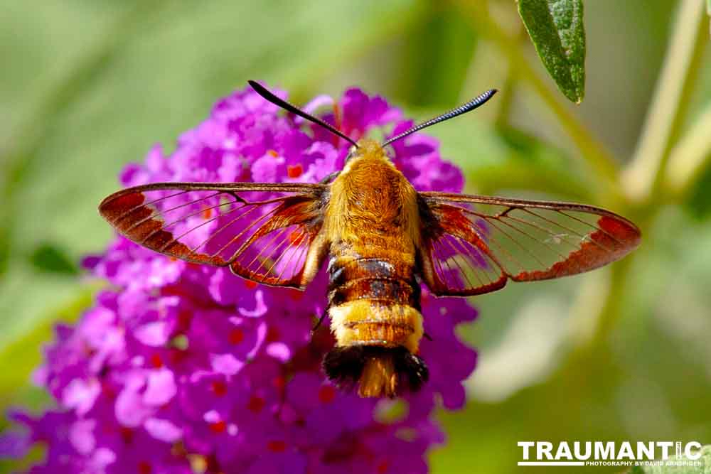 I dont see them very often, but I love when I do!