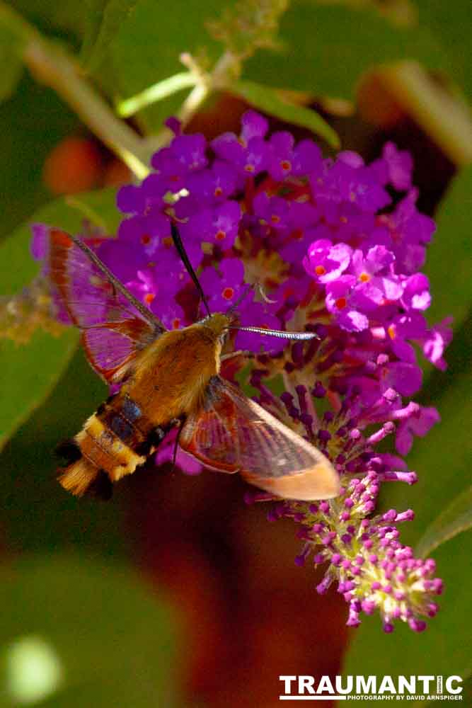 I dont see them very often, but I love when I do!