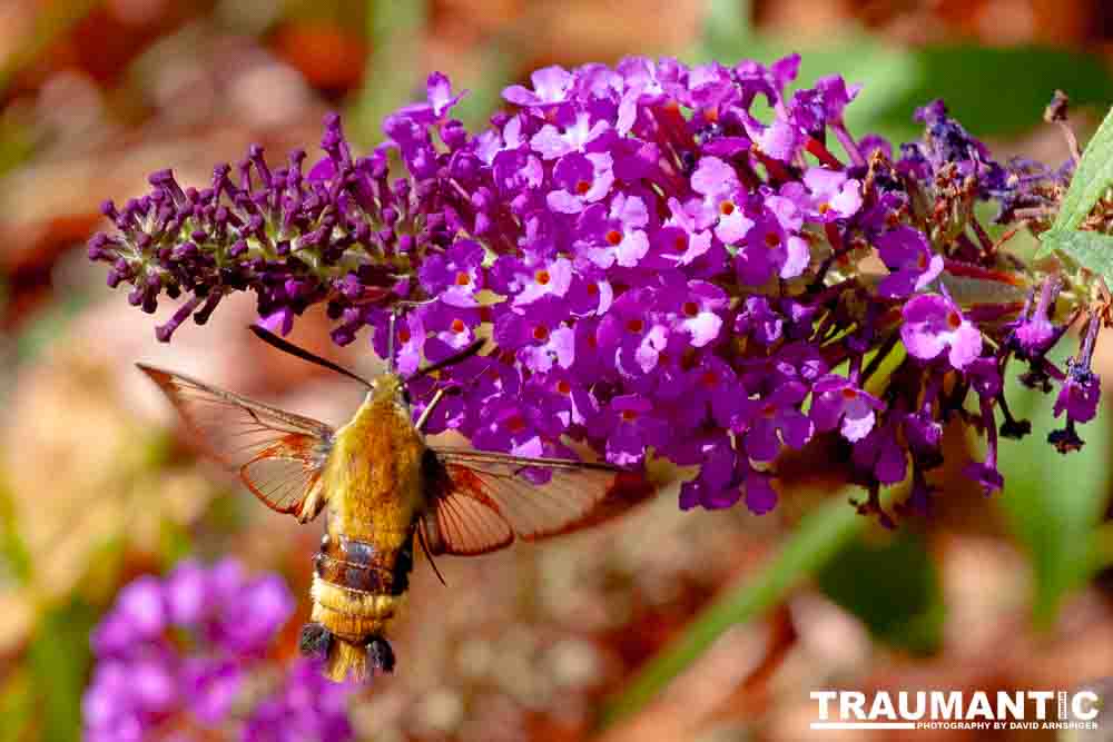 I dont see them very often, but I love when I do!