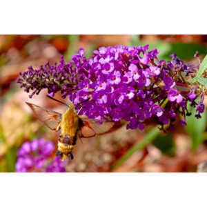 I dont see them very often, but I love when I do!