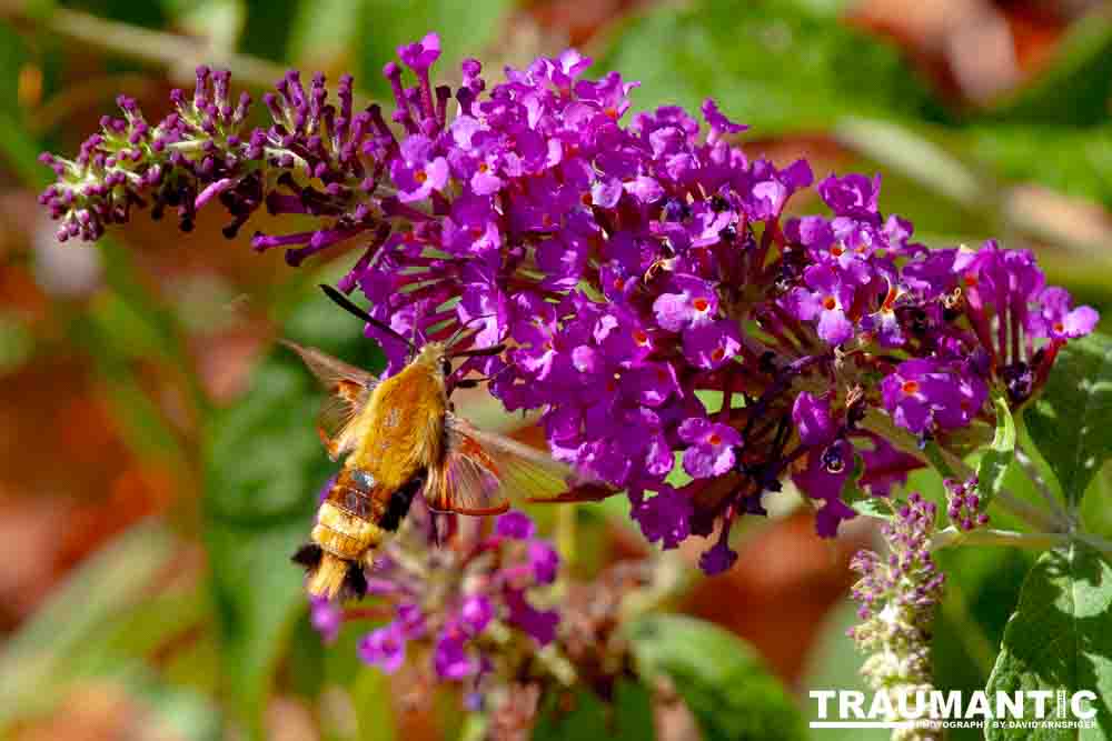 I dont see them very often, but I love when I do!