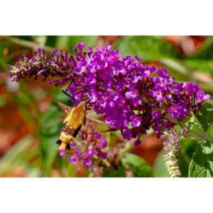 I dont see them very often, but I love when I do!