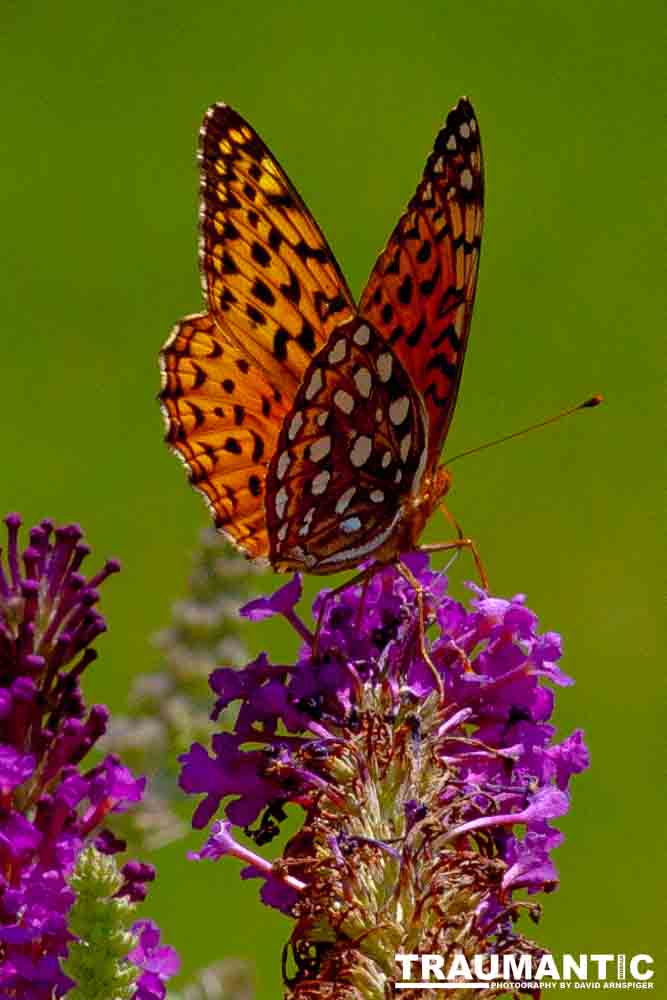 A beautiful new type of butterfly in our yard.