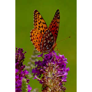 A beautiful new type of butterfly in our yard.