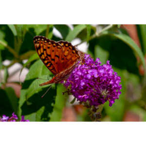 A beautiful new type of butterfly in our yard.