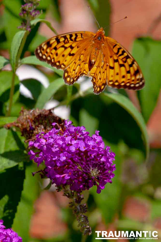 A beautiful new type of butterfly in our yard.