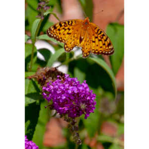 A beautiful new type of butterfly in our yard.