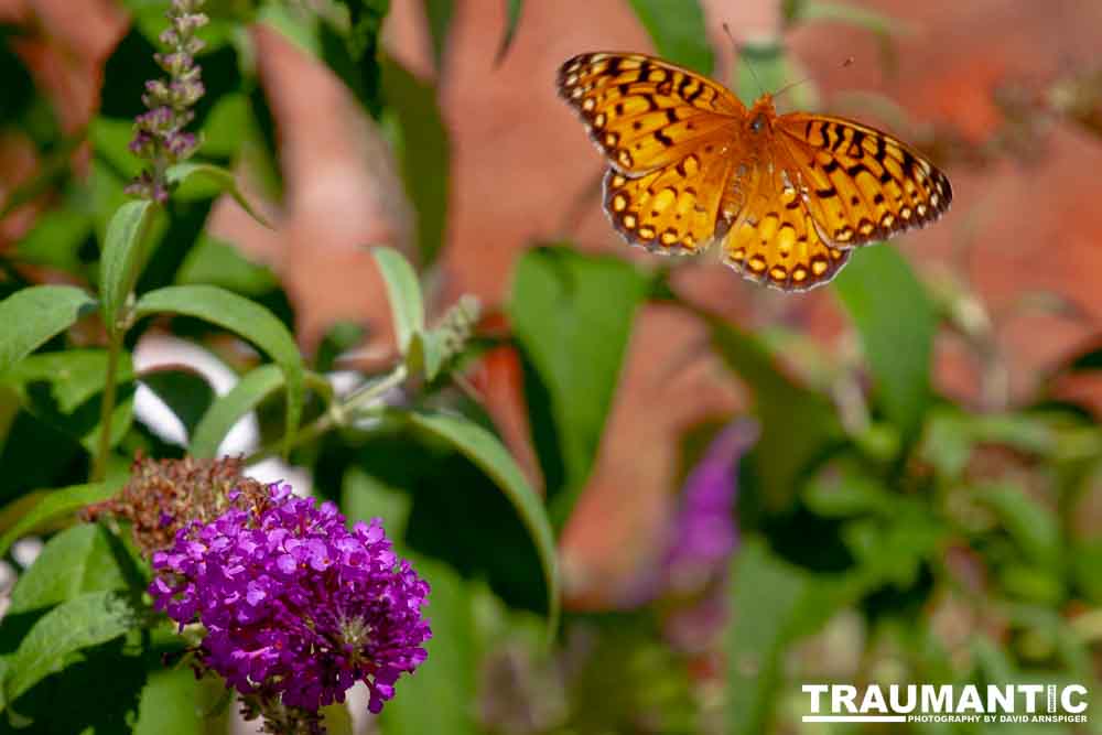 A beautiful new type of butterfly in our yard.