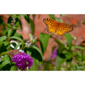 A beautiful new type of butterfly in our yard.