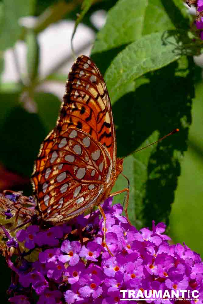 A beautiful new type of butterfly in our yard.