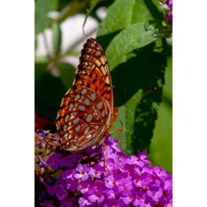 A beautiful new type of butterfly in our yard.