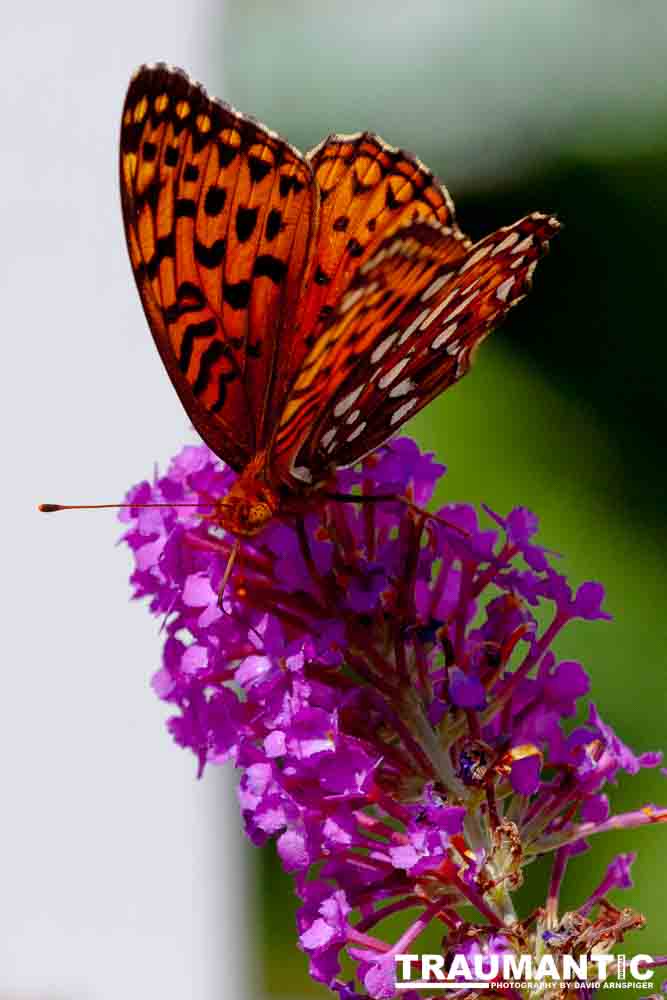A beautiful new type of butterfly in our yard.