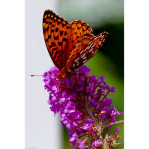 A beautiful new type of butterfly in our yard.