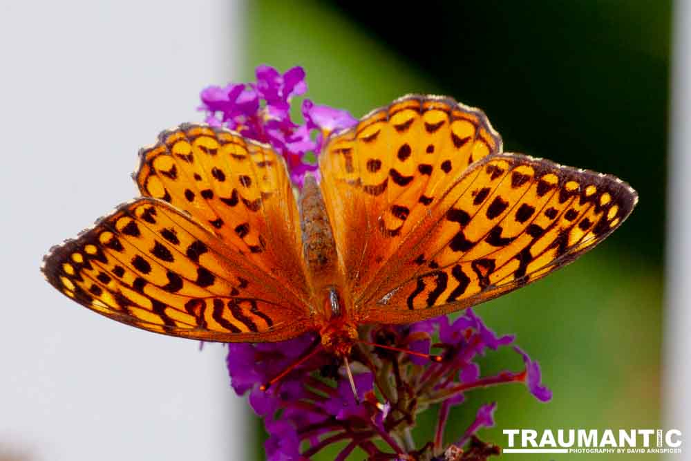 A beautiful new type of butterfly in our yard.