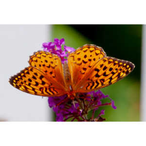 A beautiful new type of butterfly in our yard.