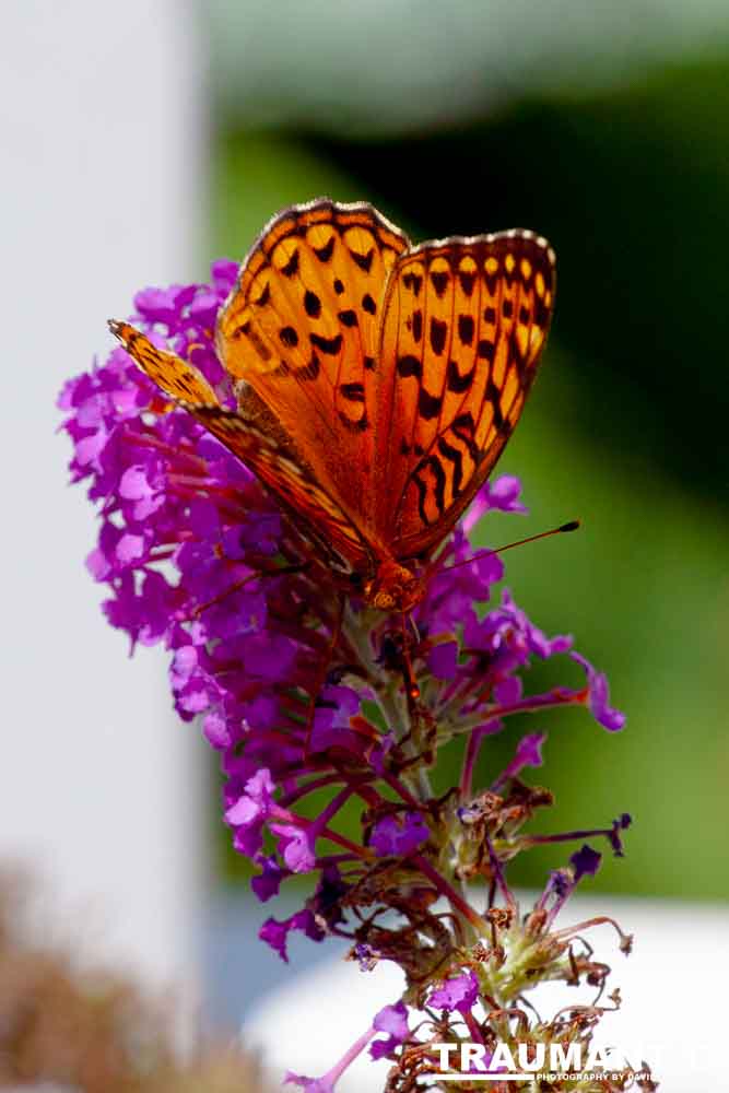 A beautiful new type of butterfly in our yard.