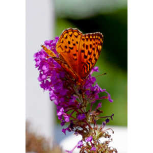 A beautiful new type of butterfly in our yard.