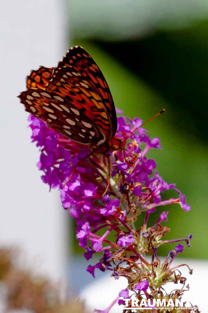 A beautiful new type of butterfly in our yard.