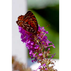 A beautiful new type of butterfly in our yard.