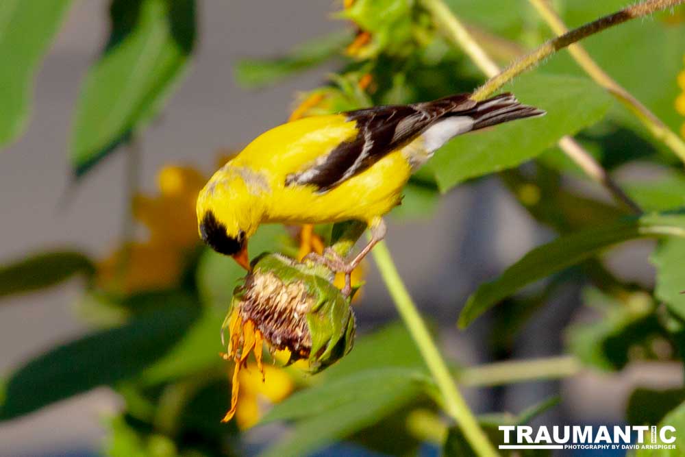 Beautiful little birds hanging out in our negihbor's garden.