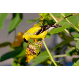Beautiful little birds hanging out in our negihbor's garden.