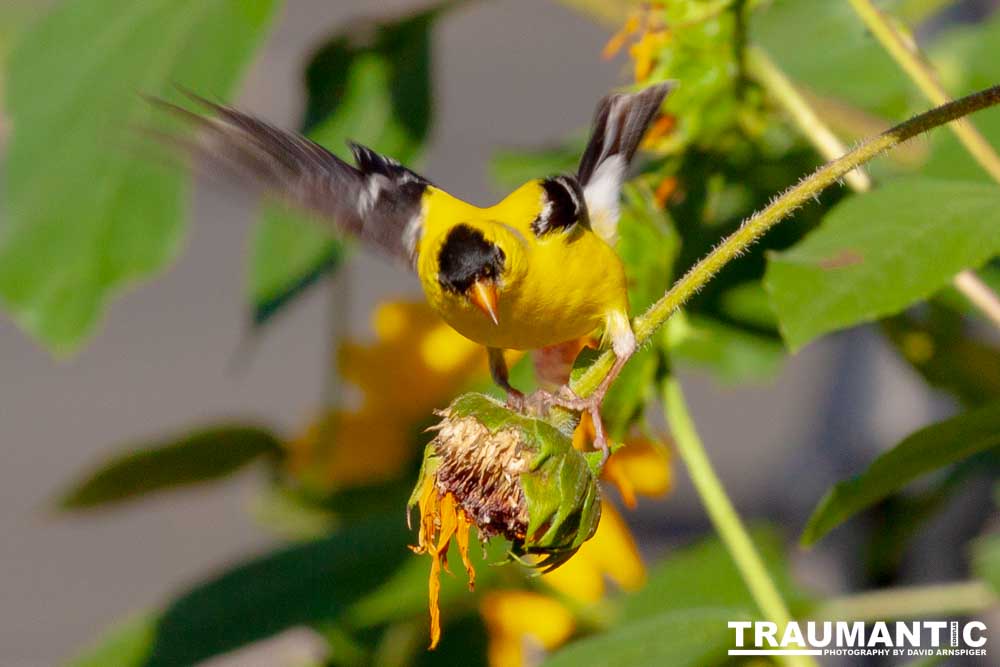Beautiful little birds hanging out in our negihbor's garden.