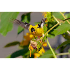 Beautiful little birds hanging out in our negihbor's garden.