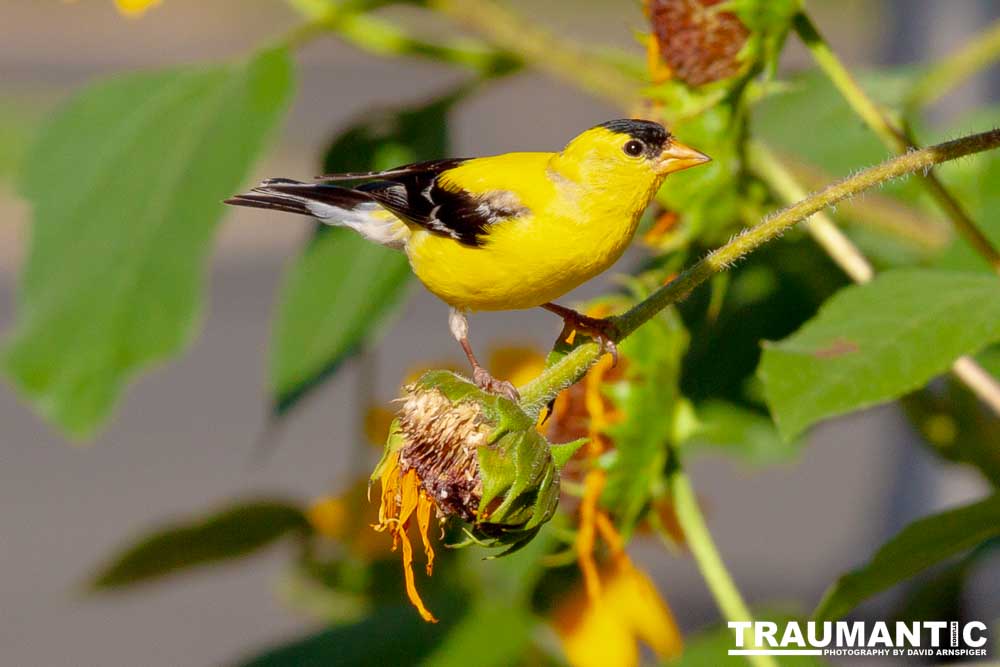 Beautiful little birds hanging out in our negihbor's garden.