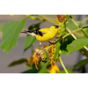 Beautiful little birds hanging out in our negihbor's garden.