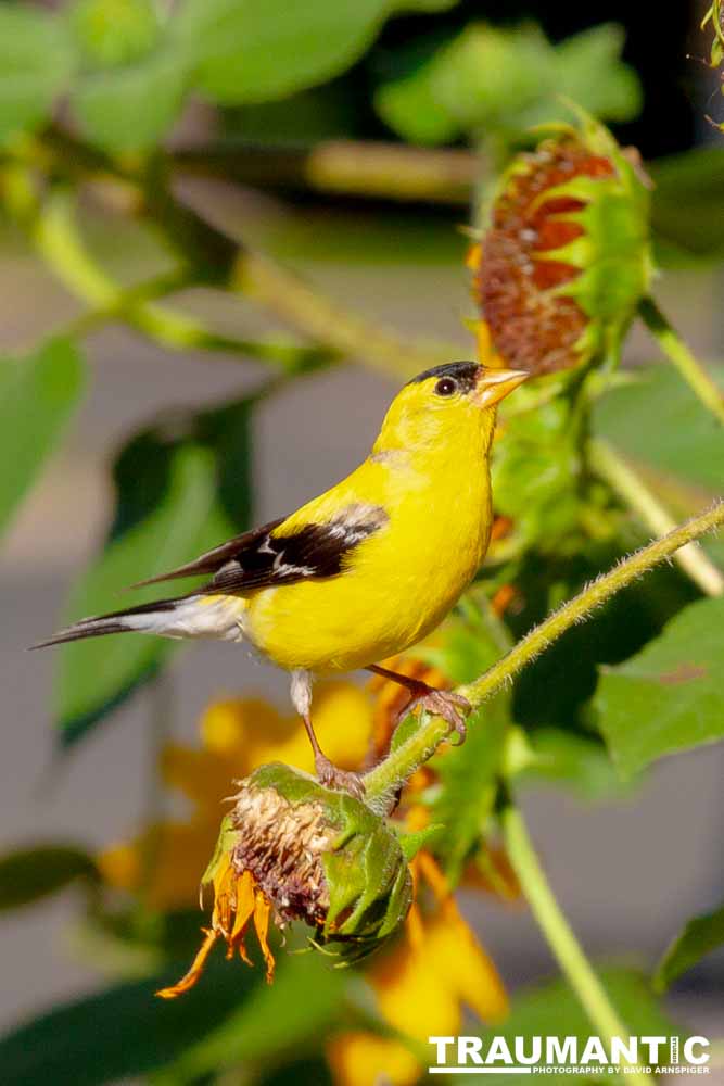 Beautiful little birds hanging out in our negihbor's garden.