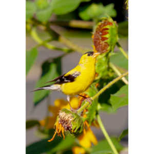 Beautiful little birds hanging out in our negihbor's garden.