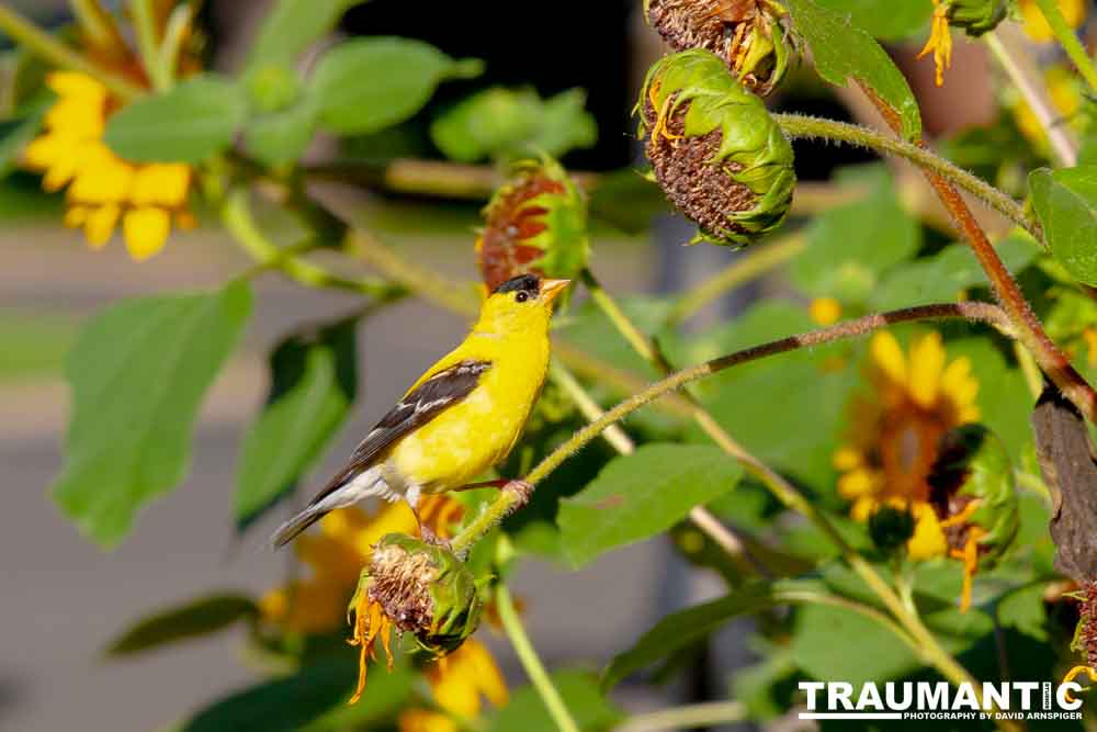 Beautiful little birds hanging out in our negihbor's garden.