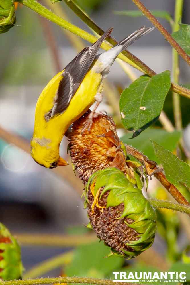 Beautiful little birds hanging out in our negihbor's garden.