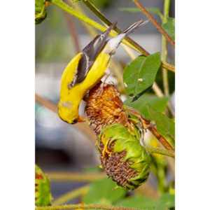 Beautiful little birds hanging out in our negihbor's garden.
