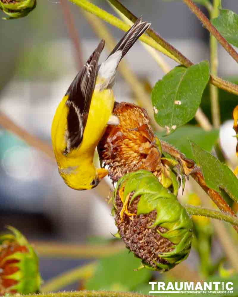 Beautiful little birds hanging out in our negihbor's garden.